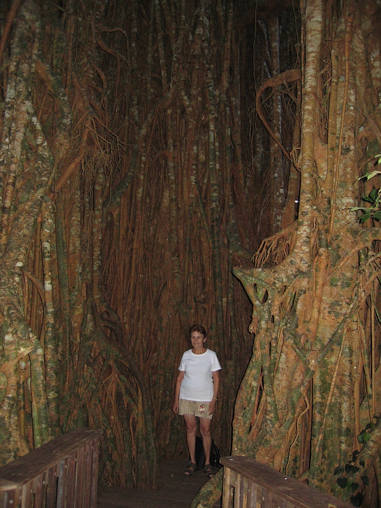 CairnsTC414 Cathedral Fig Tree.jpg